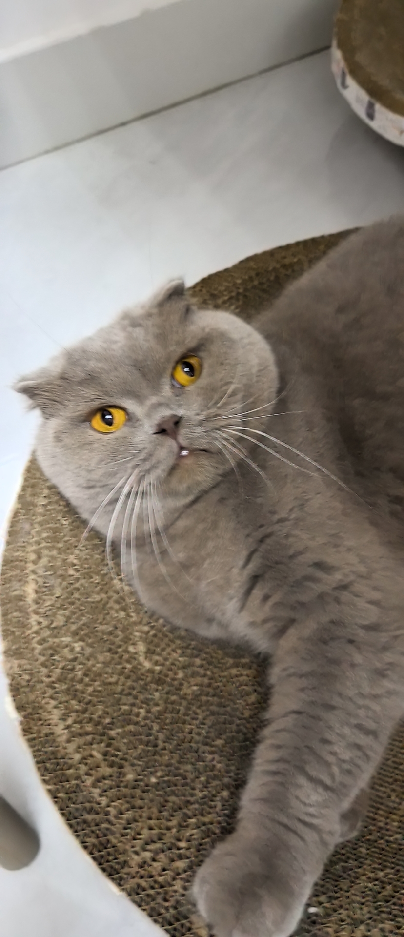 蓝猫弟弟七岁，活泼可爱，性格温顺免费领养哦，有喜欢的可以扣我哦